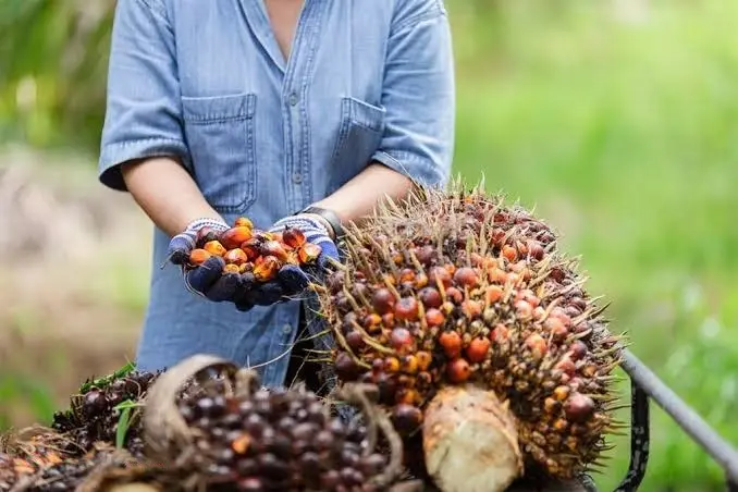 Hore! Indonesia Menang Sengketa Biodiesel Lawan Uni Eropa