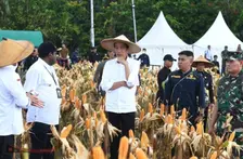 Jokowi Kunjungi Ladang Jagung di Papua