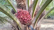 Pemerintah Dorong Kemandirian Petani di Industri Sawit