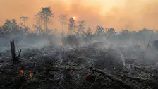 Foto menampilkan area lahan gambut yang telah terbakar hangus dengan puing kayu dan ranting yang menghitam memenuhi permukaan tanah.
