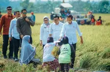 Jokowi Cek Hasil Panen Padi di Indramayu: Produksi Beras Nasional Masih Baik