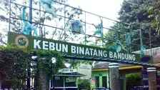 Polemik Kebun Binatang Bandung, KPK Diminta Turun Tangan