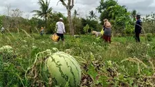 Masyarakat Gunungkidul Rintis Usaha Agrowisata Tanaman Semangka
