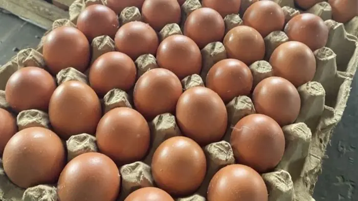 Telur