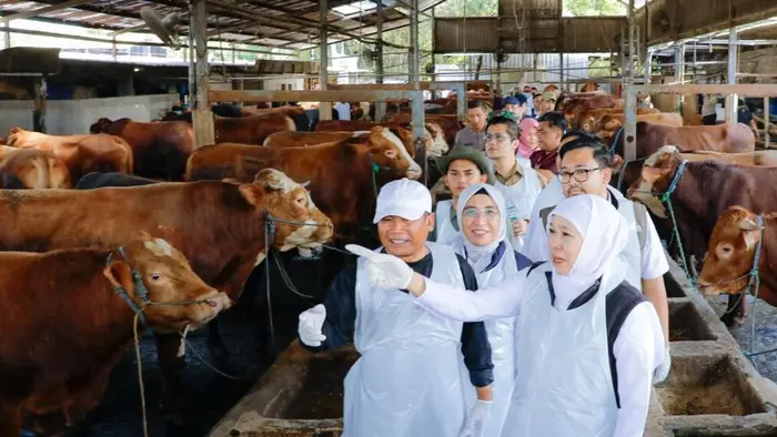 Gubernur Jawa Timur, Khofifah Indar Parawansa saat meninjau lokasi peternakan sapi.