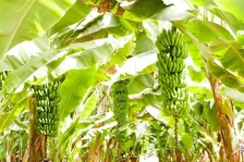 OJK Siapkan Ekosistem Bisnis Program Budidaya Pisang