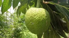 Brin Sebut Sukun Bisa Jadi Bahan Pangan Alternatif