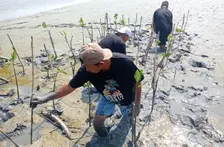 Peringatan Hari Santri 2023, PBNU Tanam 2.500 Bibit Mangrove