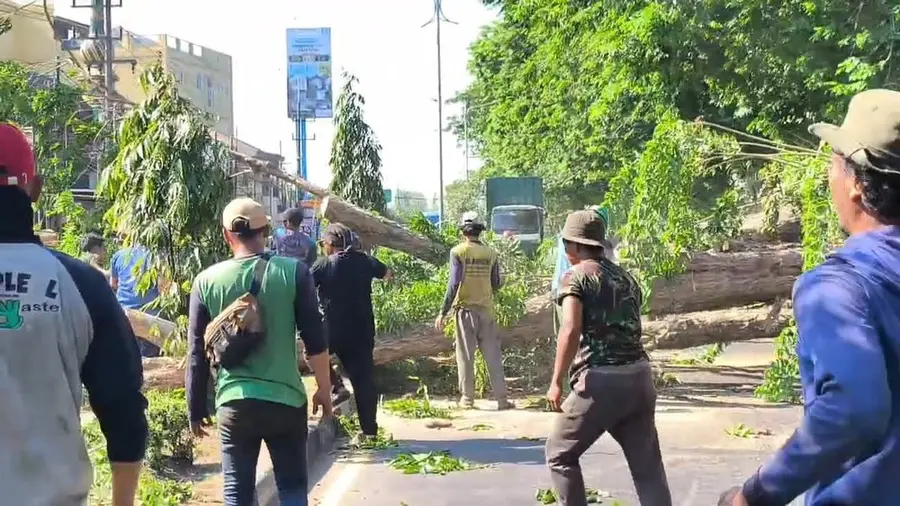 Pohon Tumbang Timpa 2 Pengendara di Sidoarjo 1001226124