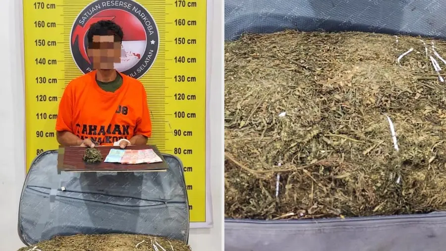 Polisi Amankan 15 Kilogram Ganja di Sayur Matinggi, Seorang Pria Ditangkap Barbuk ganja